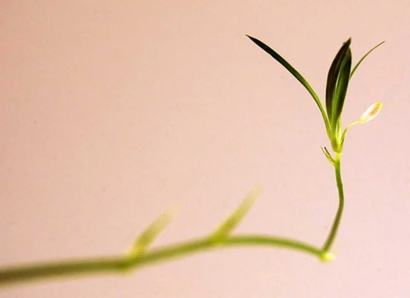 Innovation et croissance